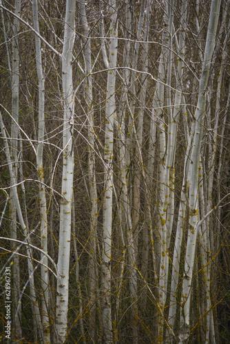 pine forest in winter