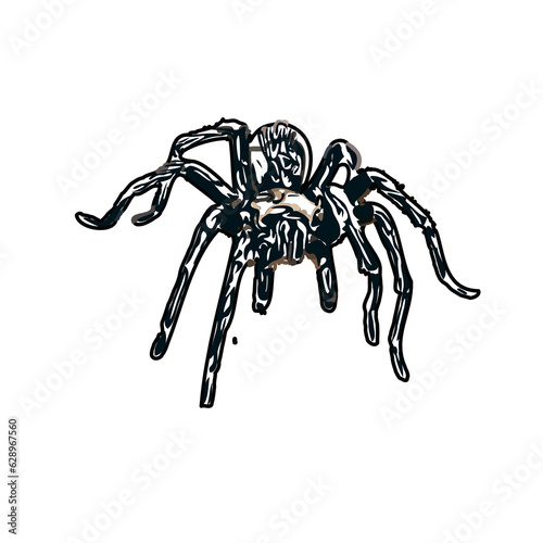 Color sketch of spider with transparent background