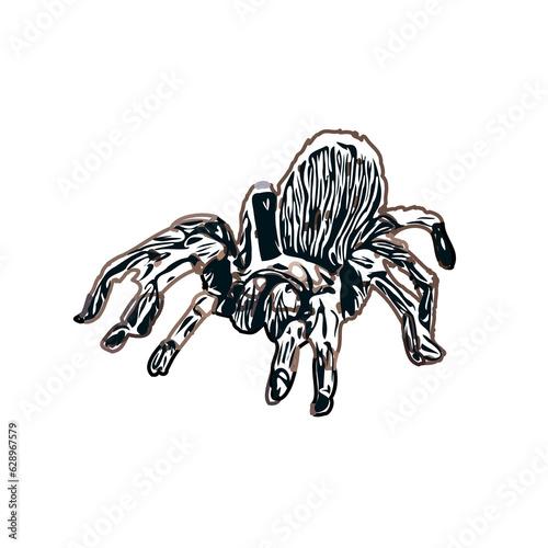 Color sketch of spider with transparent background