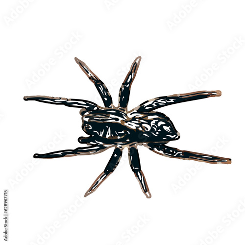 Color sketch of spider with transparent background