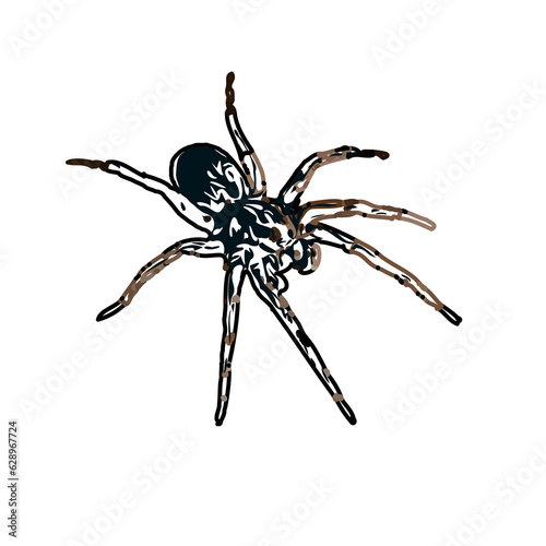 Color sketch of spider with transparent background © Afifudin