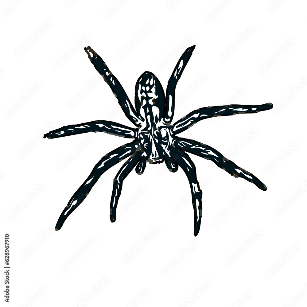 Obraz premium Color sketch of spider with transparent background