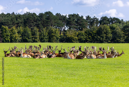 Tableau sur toile Herd of Fallow deer Dama dama sitting on grass in a circle