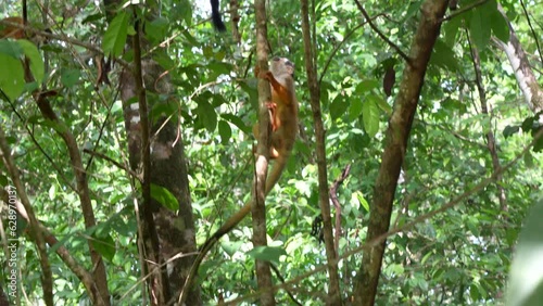 Endemic Squirrel Monkey, Saimiri oerstedii, jumping from its feeding perch in Costa Rica's Corcovado National Park photo