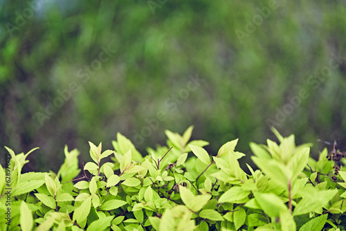 An ornamental plant in the garden is Japanese spirea. Eco-wall. Textured background of small green leaves on a blurry background. Clean environment. High quality photo