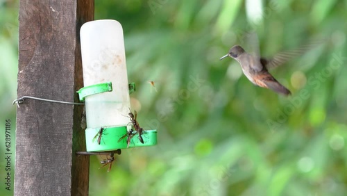 Hummingbird Feast, Brown Violetear, Colibri delphinae, and Violete Sabrewing, Campylopterus hemileucurus, In Slow Motion photo