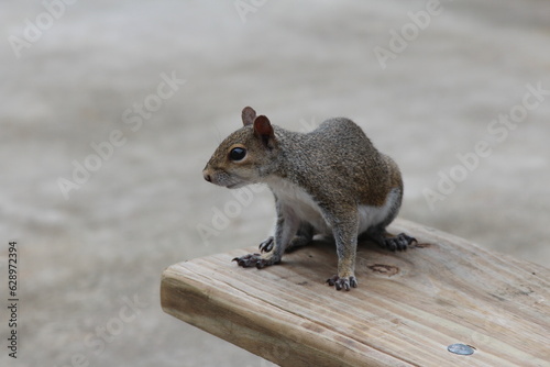 gray squirrel on a picnic table