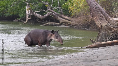 Endangered Baird's Tapir, Tapirus bairdii, Exiting Sirena River in Corcovado National Park, Costa Rica