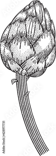 Artichoke vector illustration. Engraved image. Sketch vegetable illustration. Vegetable hand drawn