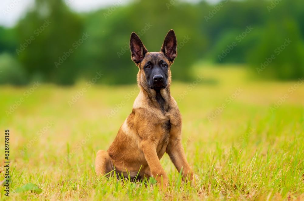 Belgian shepherd malinois puppy on the grass looking in the camera