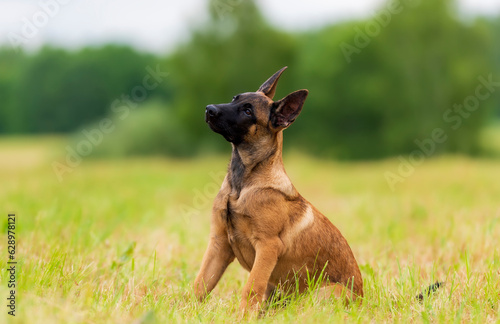 Belgian shepherd malinois puppy on the grass bowed his head