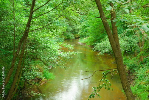 Fototapeta Naklejka Na Ścianę i Meble -  Gęsty, liściasty, zielony las. Pomiędzy drzewami płynie rzeka tocząc brązową wodę. Brzegi porośnięte są trawą. Rzeka jest nieuregulowana.