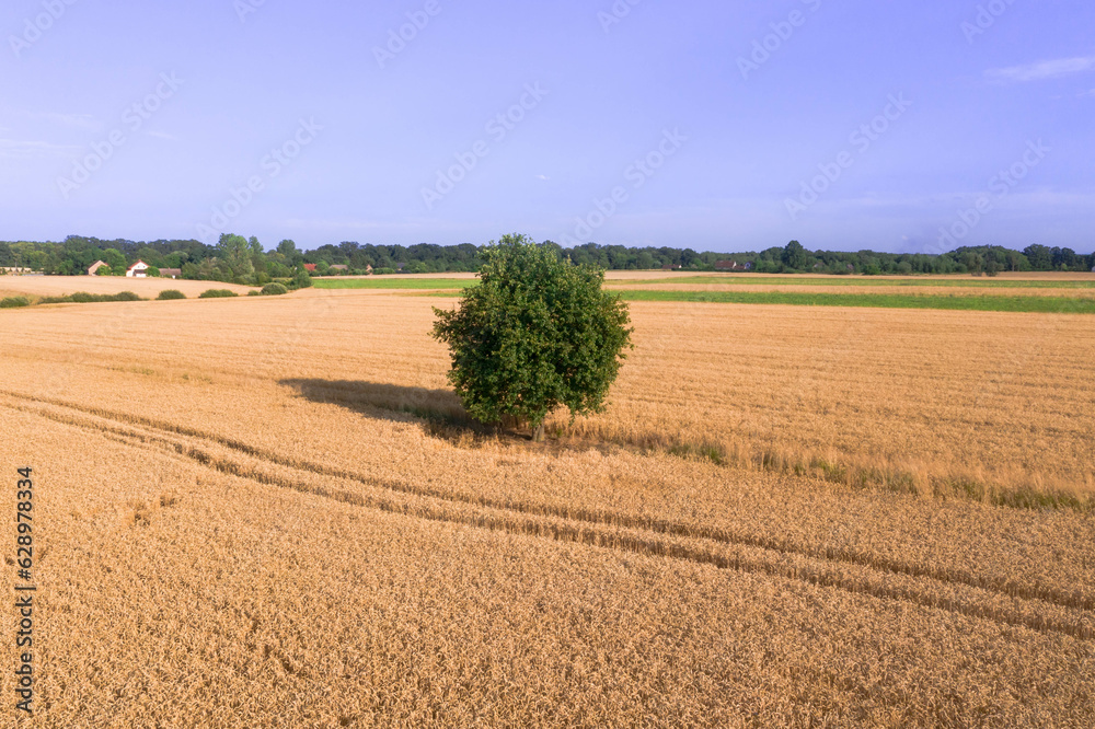 Pole uprawne porośnięte żółtym, dojrzałym zbożem. Pośrodku pola rośnie samotne, pojedyncze drzewo. W oddali widać linię drzew pobliskiego lasu. Jest słoneczny dzień, niebo jest lekko zachmurzone. 
