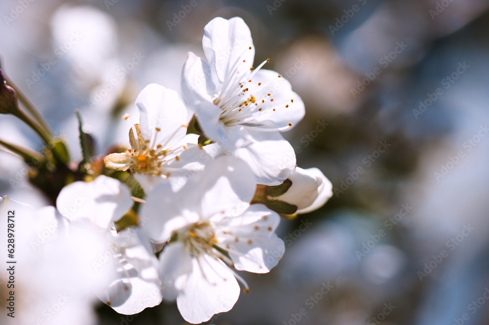 Closeup of a white cherry blossom bloom in spring Closeup of a white cherry blossom bloom in spring