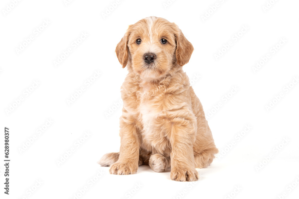 Adorabe Labradoodle pup, looking straight into camera, isolated on white