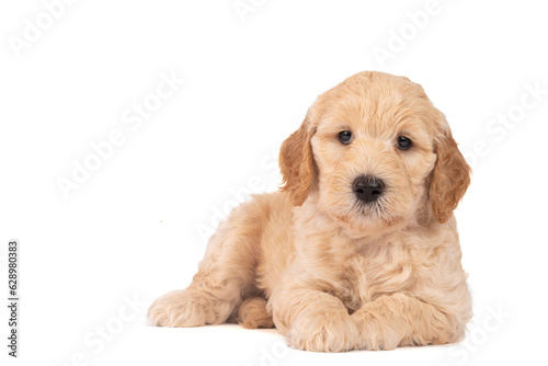 Adorabe Labradoodle pup, looking straight into camera, isolated on white