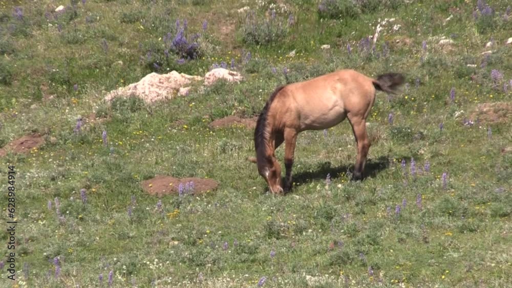Wild Horses in Summer in the Pryor Mountains Montana Wild Horses in Summer in the Pryor Mountains Montana
