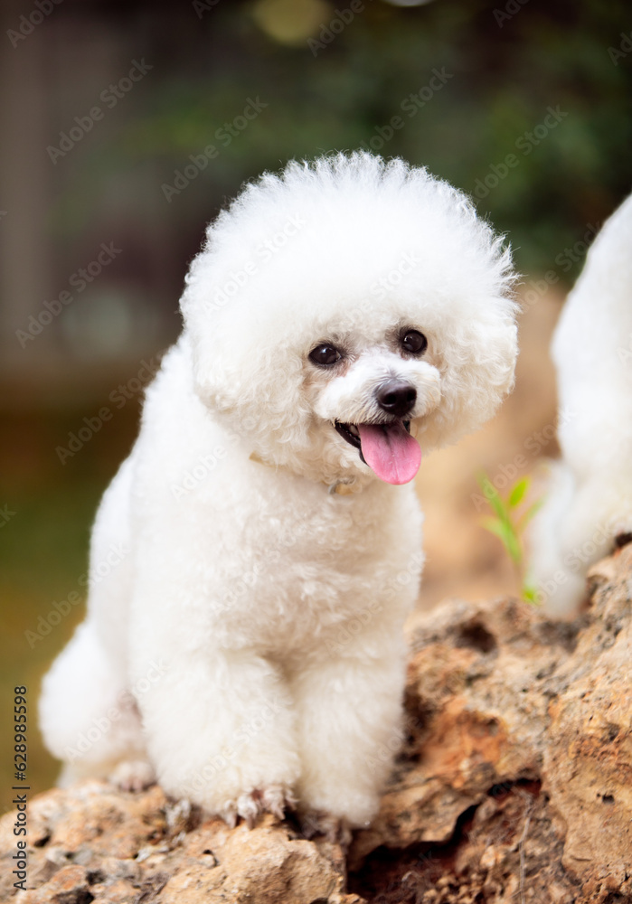 Cute white dogs of the Bichon Frize breed
Cute white dogs of the Bichon Frize breed