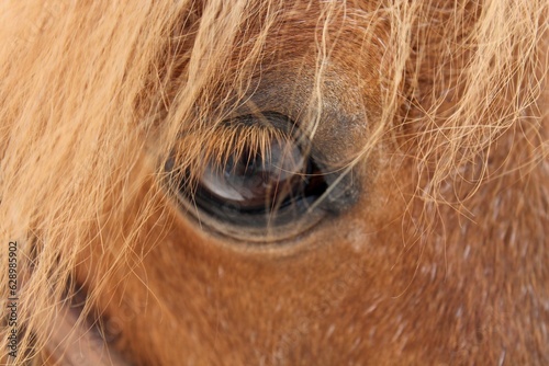 Horse Eye close up mane brown