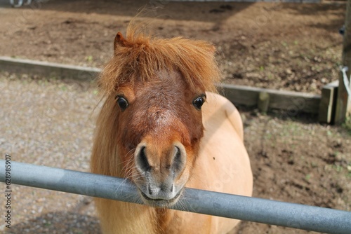 pony shetlandpony cute face