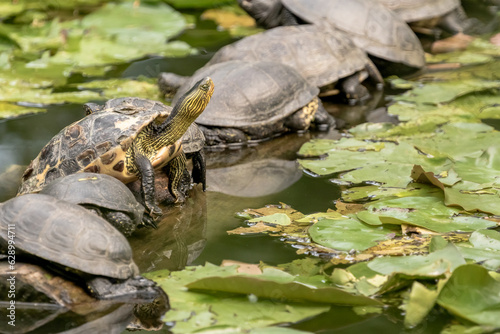 Turtle in the water