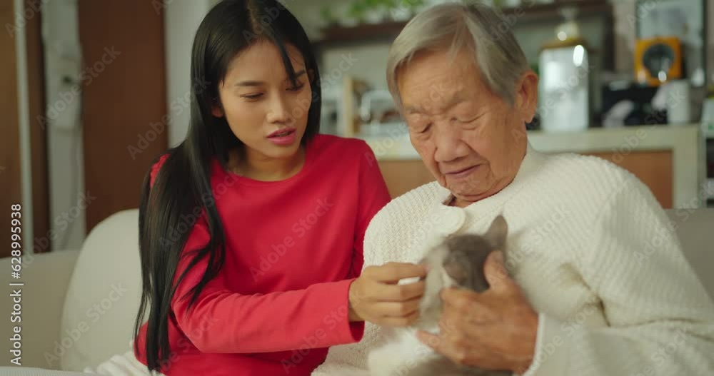 Senior asian woman holding cat in hand at living room with young woman. They playing with cat while sitting on sofa at home. Animal, Love, Happiness, Relaxation and Lifestyle concept. Senior asian woman holding cat in hand at living room with young woman. They playing with cat while sitting on sofa at home. Animal, Love, Happiness, Relaxation and Lifestyle concept.