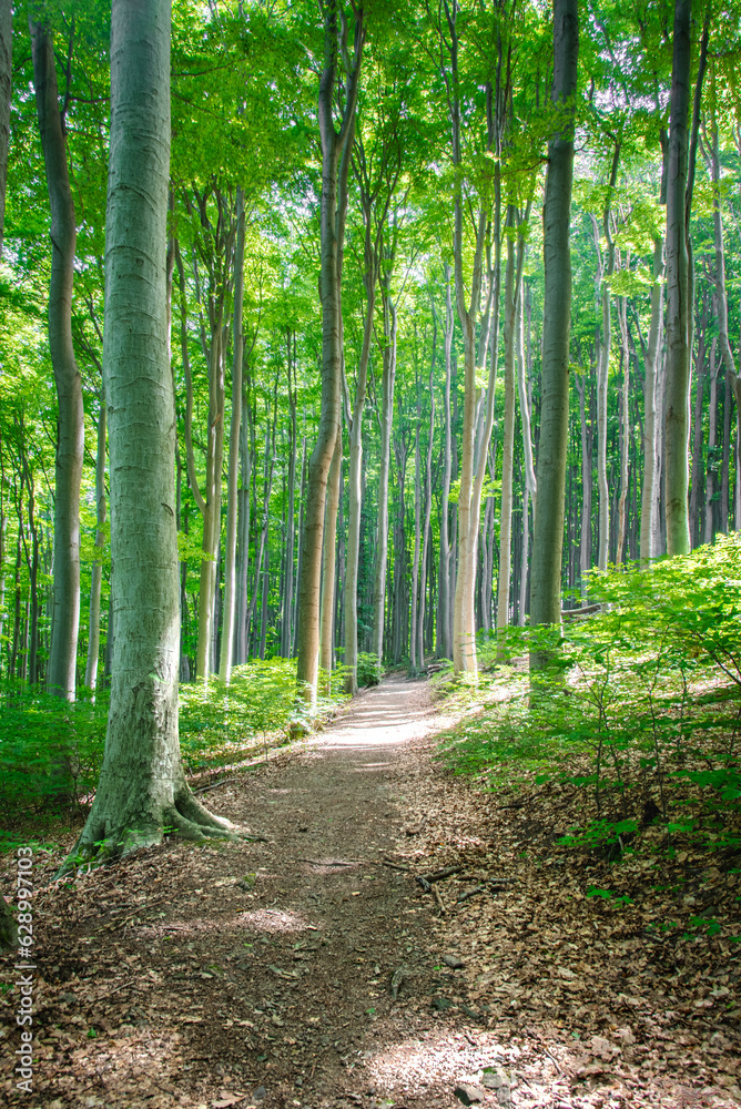 Footpath in a beautiful beech forest with summer sunlight