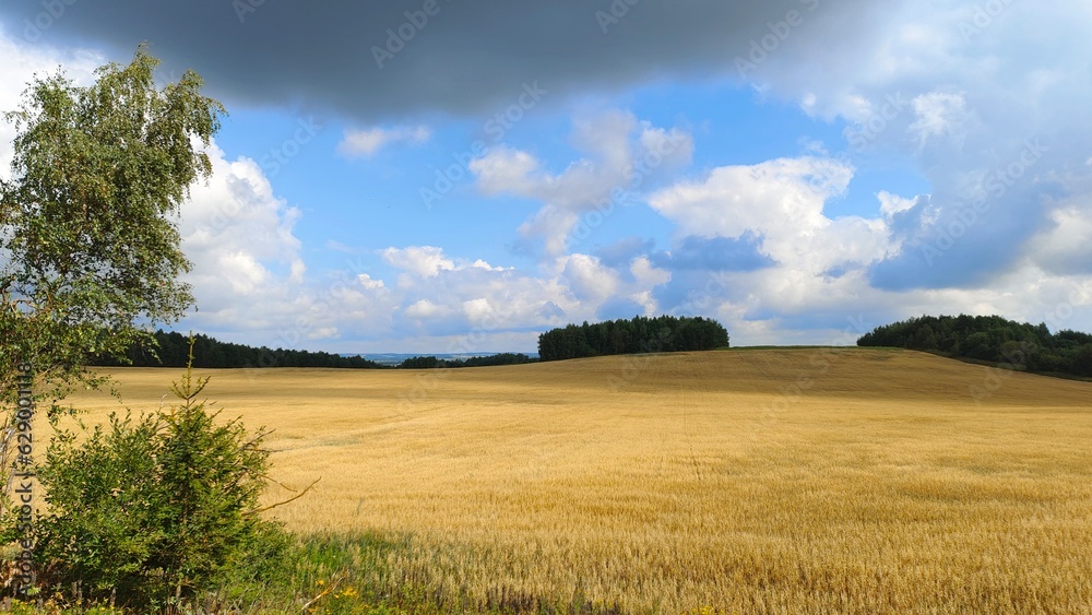 There are birch and spruce trees at the edge of a field of mature oats and a forest on the hill behind it. The weather is sunny and the sky is blue with clouds, but a rain cloud hangs over the field