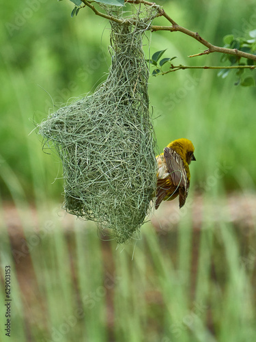 A sparrow nest with a yellow sparrow