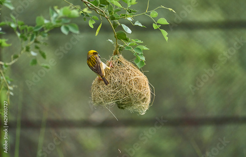 A sparrow nest with a yellow sparrow