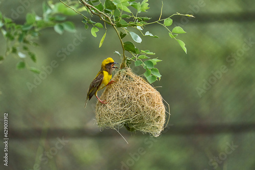 A sparrow nest with a yellow sparrow