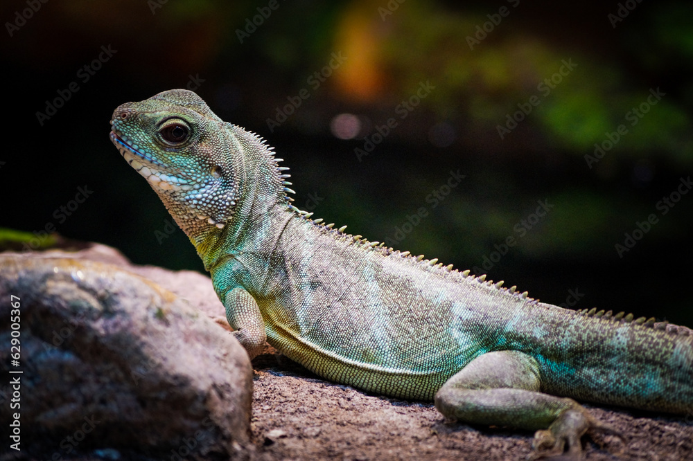 Obraz premium iguana in the park