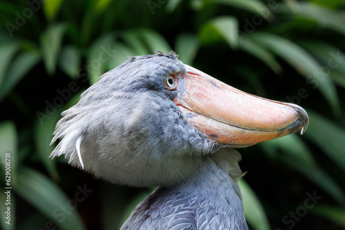 The shoebill (Balaeniceps rex), whalebill, whale-headed stork, shoe-billed stork photo