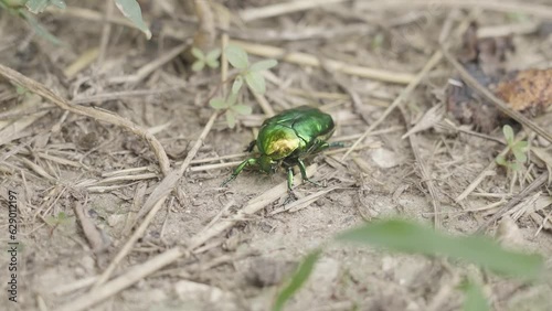 Protaetia cuprea green in macro photo