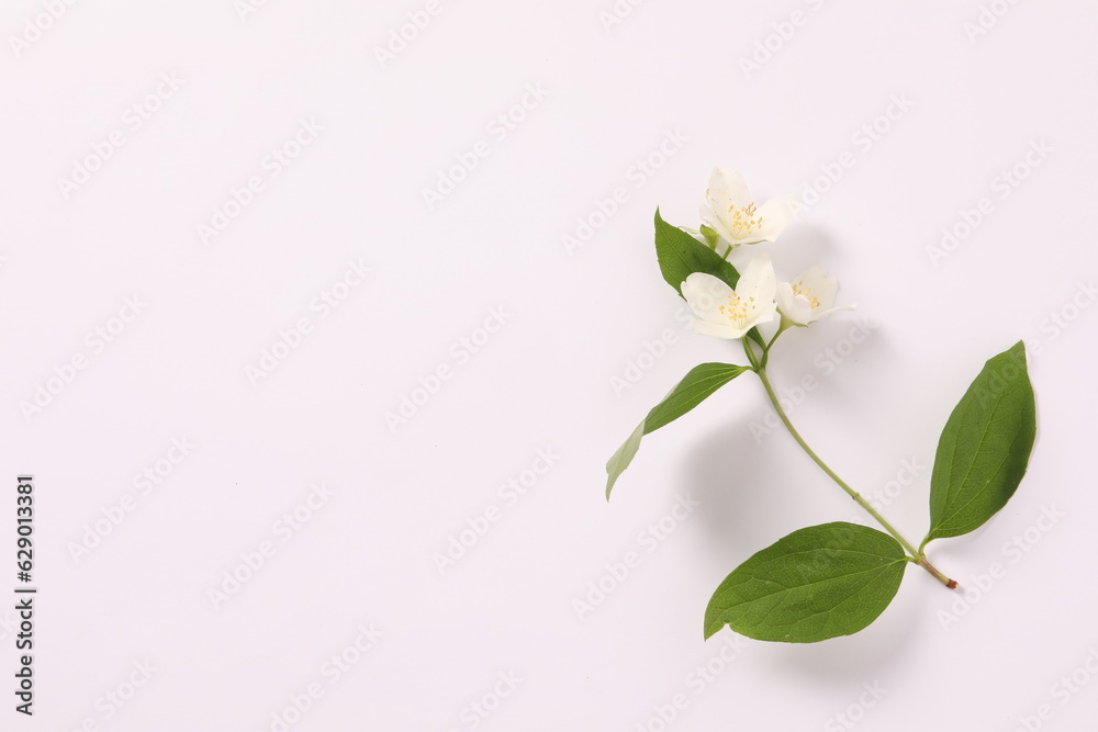 branch of jasmine branch of jasmine