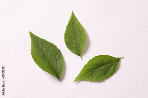 green leaves isolated on white background