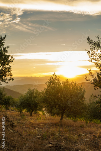 Olive trees at sunset on the mountain. n Douro valley near Pinhao village, heritage of humanity