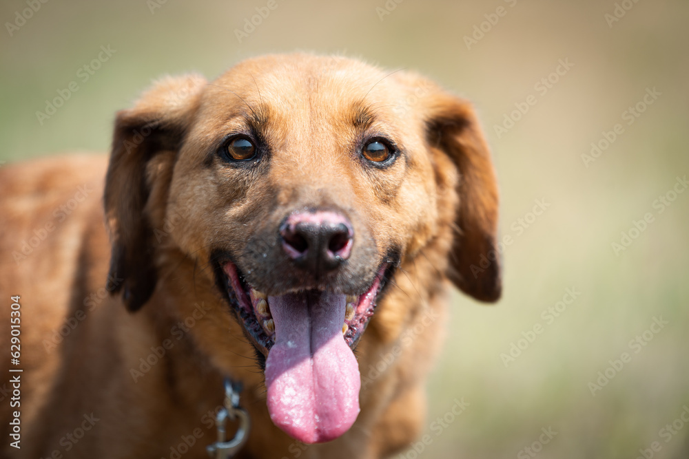 Photo of the rescued dog from dogs shelter during regular daily activities Photo of the rescued dog from dogs shelter during regular daily activities