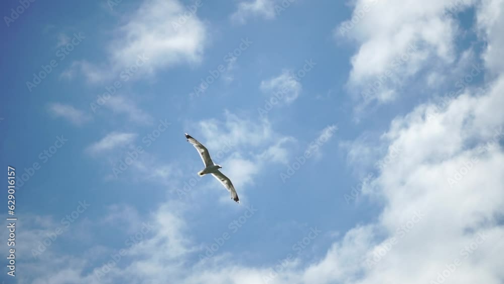 Seagull flying in summer sky. A flock of the seagull birds flies under a blue sky, over the sea along the rocky coast. Freedom concept Seagull flying in summer sky. A flock of the seagull birds flies under a blue sky, over the sea along the rocky coast. Freedom concept