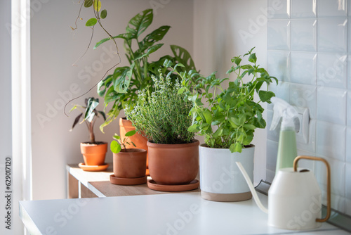 Fresh aromatic garden herbs and houseplants in terracotta pot in the kitchen. Seedling of herbal plants for healthy cooking - thyme and mint. Home gardening and cultivation