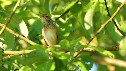 Common grasshopper warbler singing while walking on branch on a beautiful late spring morning in Estonia, Northern Europe photo