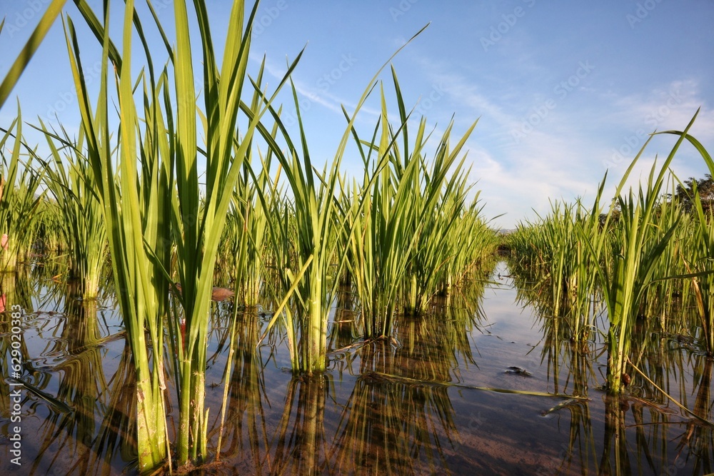 Fototapeta premium grass and water
