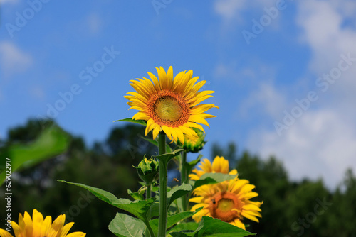 sunflowers in the wild