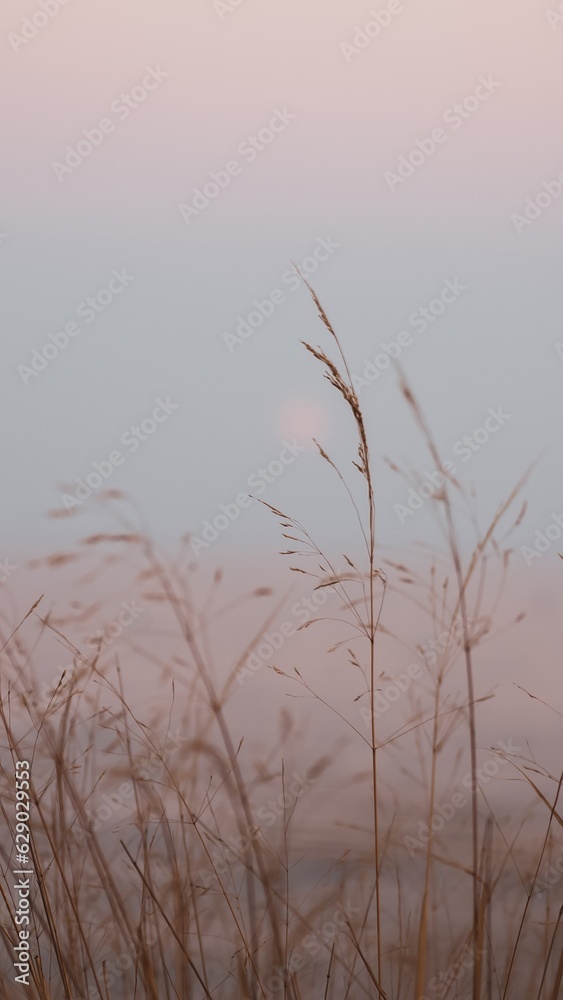 Natural vertical background - a blade of grass at sunset in pastel colors Natural vertical background - a blade of grass at sunset in pastel colors