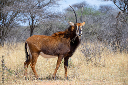 Sable antelope at kruger national park