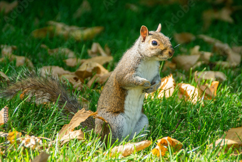 A squirrel on a grass with dry leaves in summer in Hyde Park, London  © snatalia