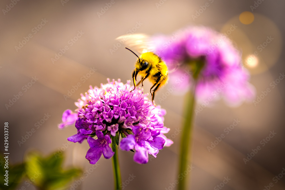 Happy yellow mountain bumblebee drinks nectar from beautiful turquoise flower in the afternoon. Lake Sorapis, Dolomites, Belluno, Italy, Europe.