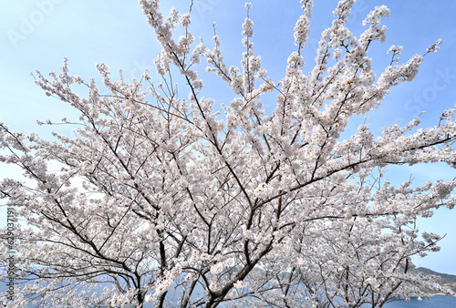 島根半島の桜