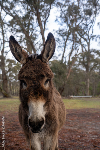 portrait of a donkey in a field © Em Neems Photography