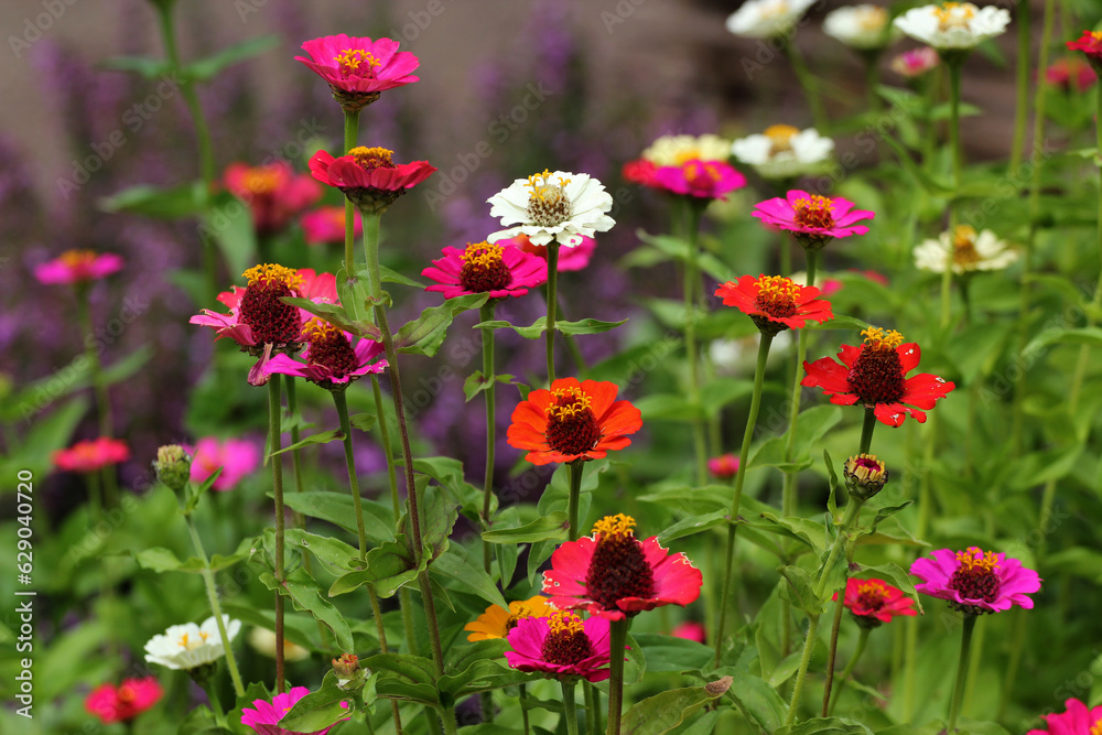 Youth-and-age, or common zinnia flowers in a garden